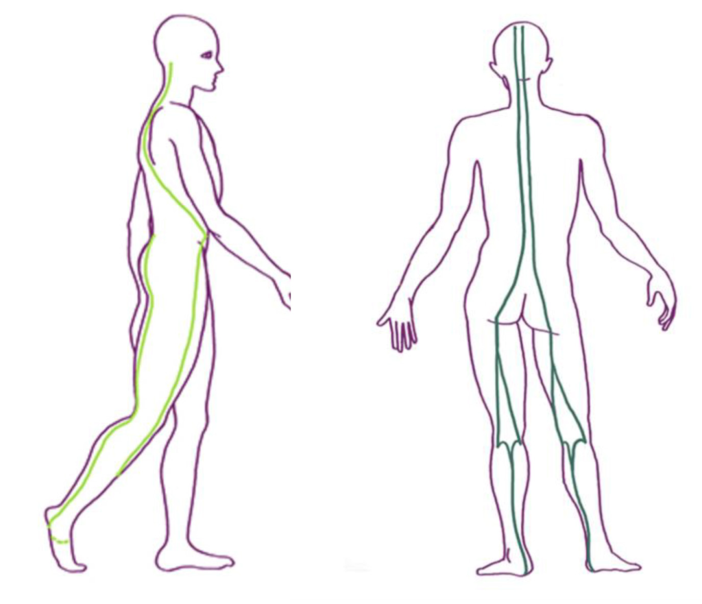 Spiraalsed (vasakul) ja pindmised dorsaalsed (paremal) müofastsiaalsed jooned; spiraaljoonte suunas pingutatud elastikud aitavad kehal tasakaaluhäireid stabiliseerida ning pindmiste dorsaalliini elastikud toetavad head kehahoidu.
